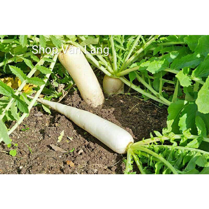 Củ cải trắng giòn ngọt mát lịm - túi 1 kg ship Hà Nội