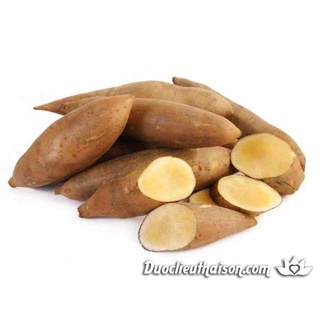 Hạt Giống Sâm Đất ( Thổ Sâm ) - 15 hạt/gói - ( CHHG)