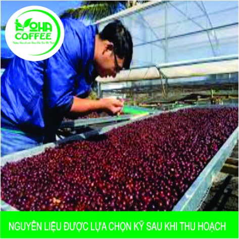 trợ giá] 500g Cà phê hạt ROBUSTA rang xay nguyên chất Pha Phin đậm vị, mạnh, hậu ngọt -LOHA COFFEE - cà phê Loha - cafe