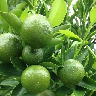 Lá Chanh Ông Chà Và 40g (Lime Leaf)