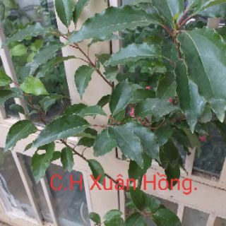 bầu Cây long não cao 50-100cm
