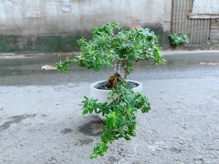 Chậu Cây Linh Sam