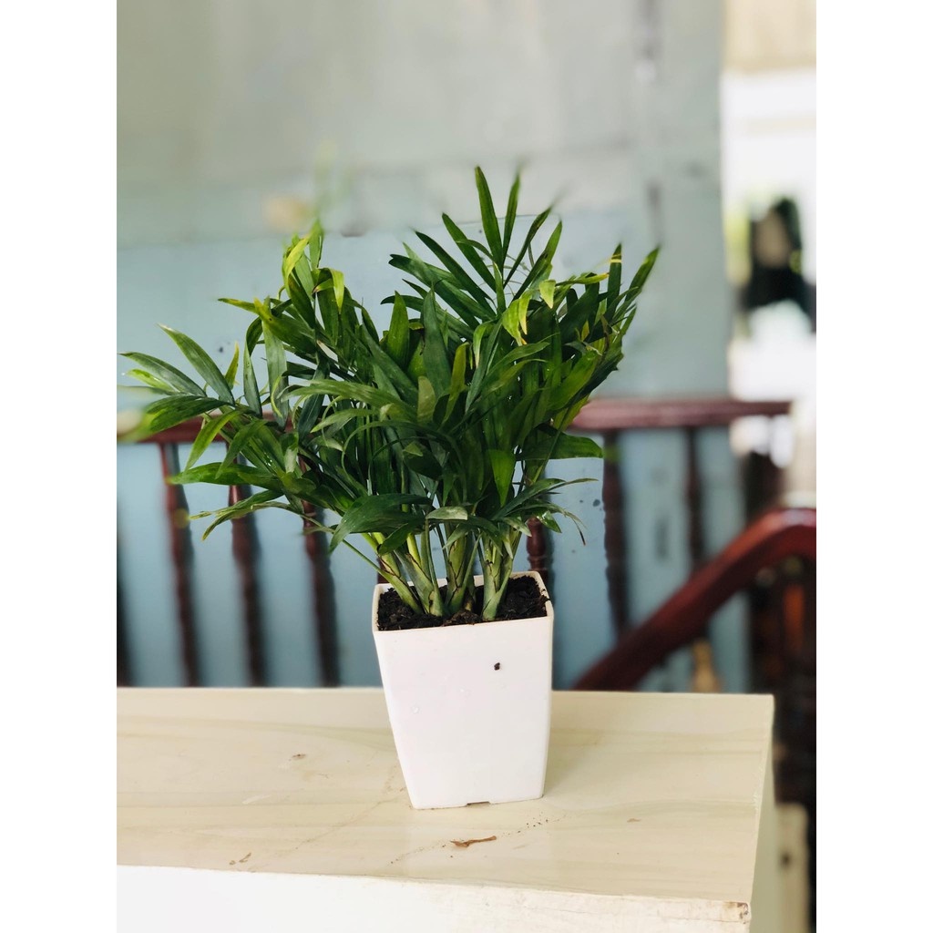 Cây cau tiểu trâm mini .