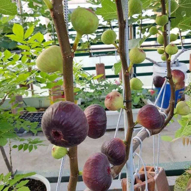 Combo 2 Cây 🌲 Sung Mỹ...