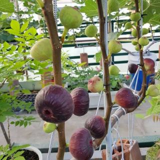 Combo 2 cây Sung Mỹ...