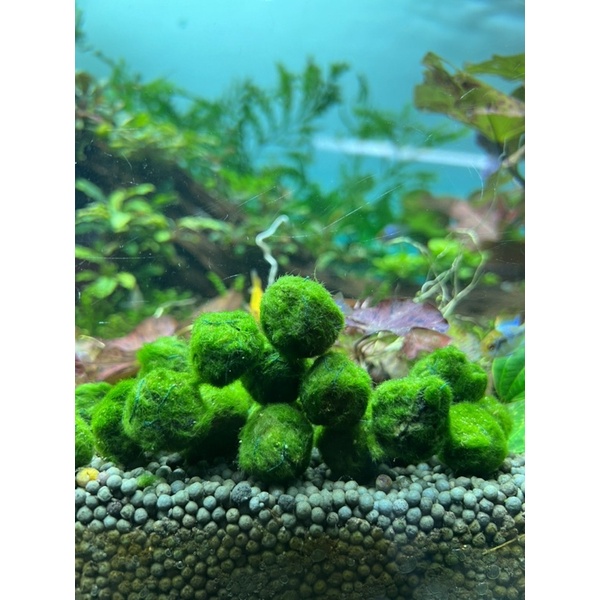cầu rêu marimo - moss ball tảo cầu nhật bản - viên rêu cho tép