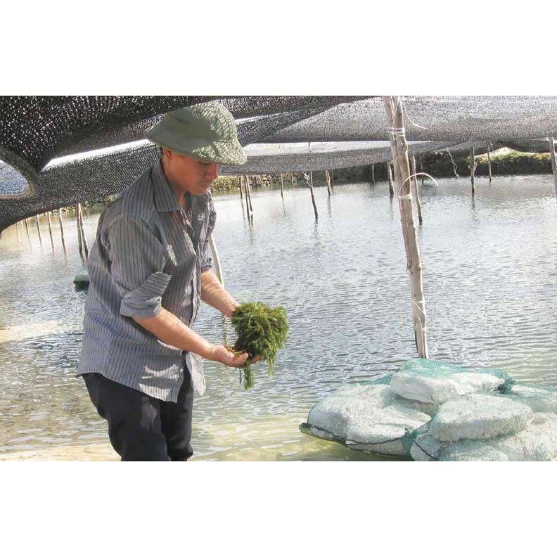 Rong nho tách nước khánh hòa 25gr | BigBuy360 - bigbuy360.vn