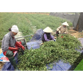 CHÈ VẰNG SẺ SAO VÀNG 1KG