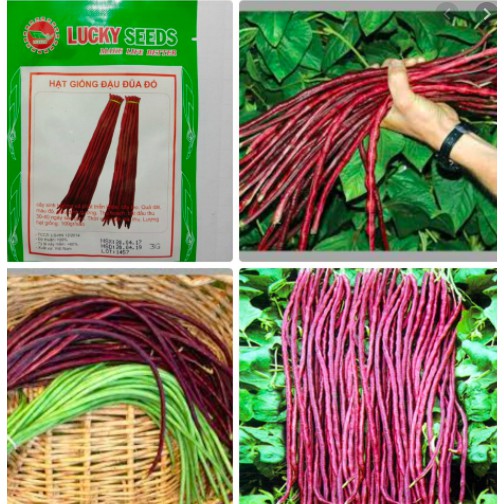 HẠT GIỐNG ĐẬU ĐŨA TÍM GÓI 3GR