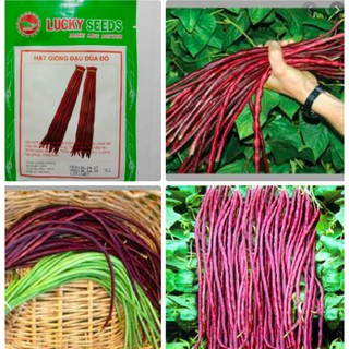 Hạt giống đậu đũa tím gói 3gr