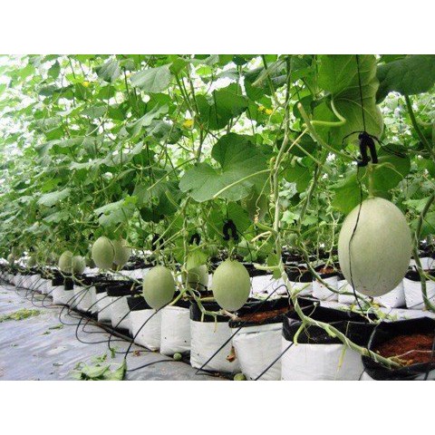 Túi Ươm Cây Trồng Tiện Lợi - Túi Nhựa Trồng Cây 2 Lớp Chuyên Dụng - Nông Sản Vàng