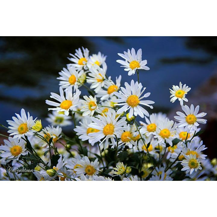 Hạt Giống Hoa Cúc Họa Mi