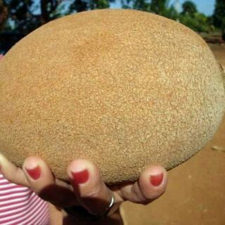 Cây hồng xiêm ruột đỏ