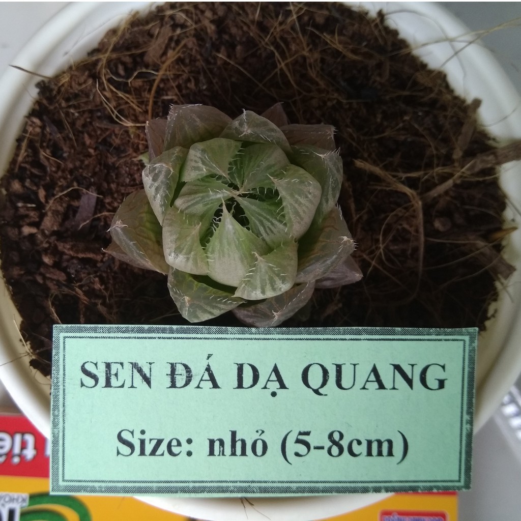 Sen đá dạ quang - size nhỏ (5-8cm)