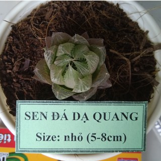 Sen đá dạ quang - size nhỏ (5-8cm)