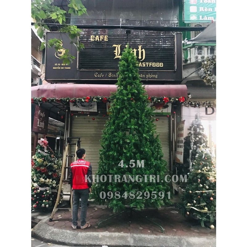 Cây Thông Noel Cao 4.5m, Tán Rộng, Dày