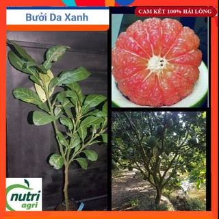 Cây bưởi - cây bưởi da xanh ruột hồng thanh ngọt, sai quả