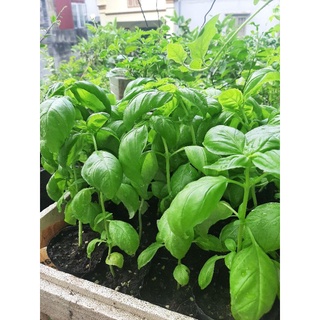 Cây  Húng Tây Sweet Basil