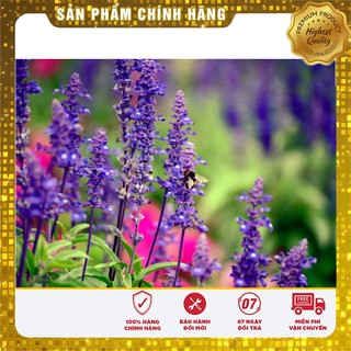 Hạt Giống Hoa Xác Pháo Xanh