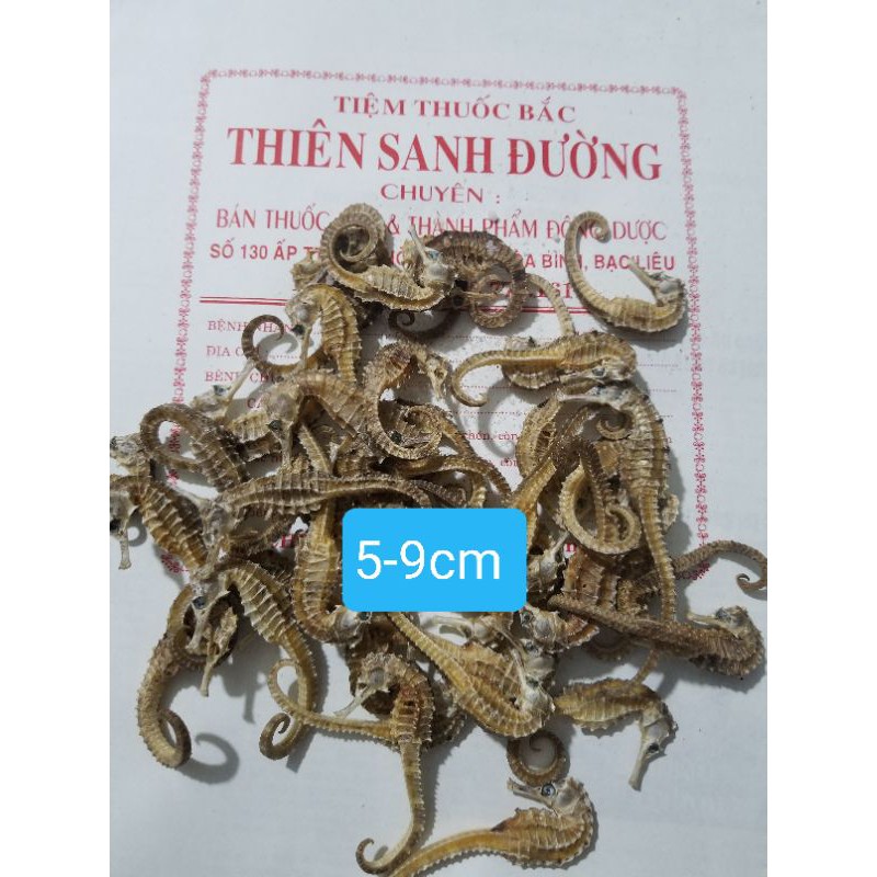CÁ NGỰA KHÔ  SIZE 5-16cm