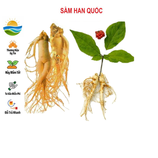 Hạt giống sâm hàn quốc - 5 hạt