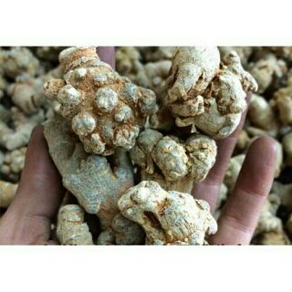 Củ tam thất bắc 9 củ 1 lạng 100g -200g -300g