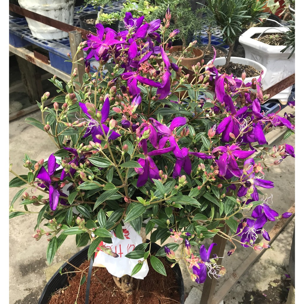 Cây sim thái gốc to cao 50 - 60 cm