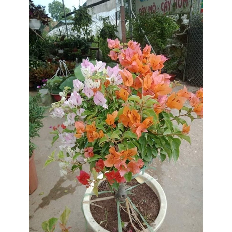 COMBO 20 HOA GIẤY NGŨ SẮC ( Tặng 2 cây)