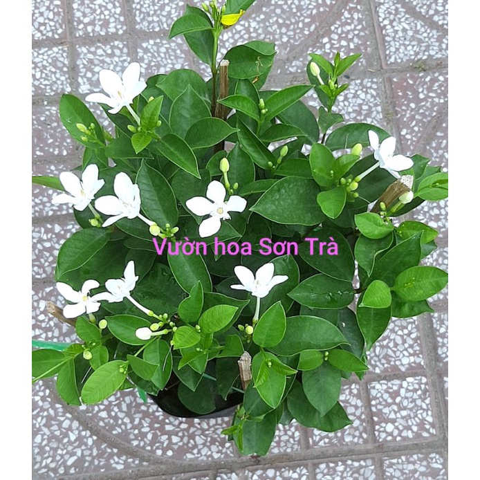 (VHST giao trong ngày) CÂY MAI CHỈ THIÊN trắng, size nhỏ.