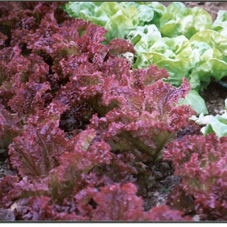 Gói 200 hạt rau xà lách tím lá xoăn nhập khẩu dễ trồng, Hạt giống rau xà lách lá tím chịu nhiệt tốt