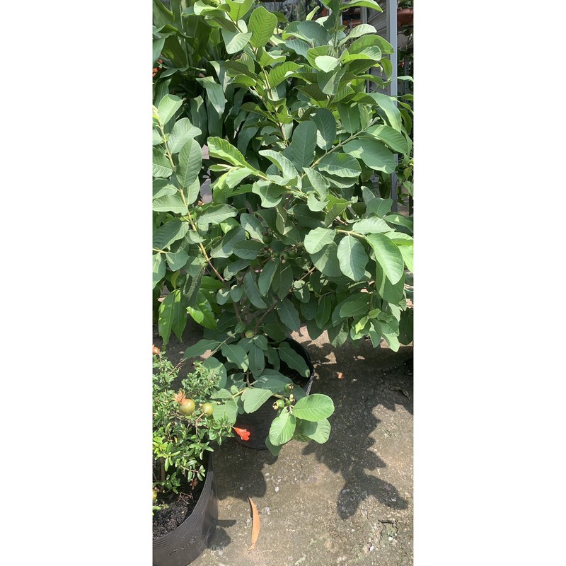 Ổi Nữ Hoàng trồng chậu
