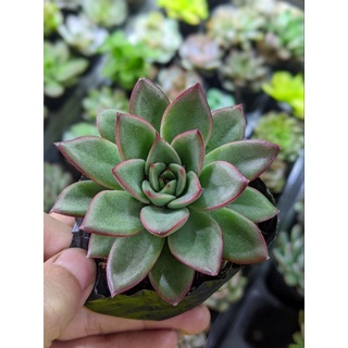 Sen đá viền đỏ size bầu - lỗi 1 đổi 1