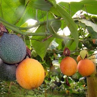 Hạt giống chanh leo ngọt Colombia F1 10 hạt - Tặng 5 viên nén ươm hạt - HGT