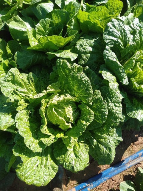 KIM CHI CHUẨN VỊ NGƯỜI HÀN LÀM