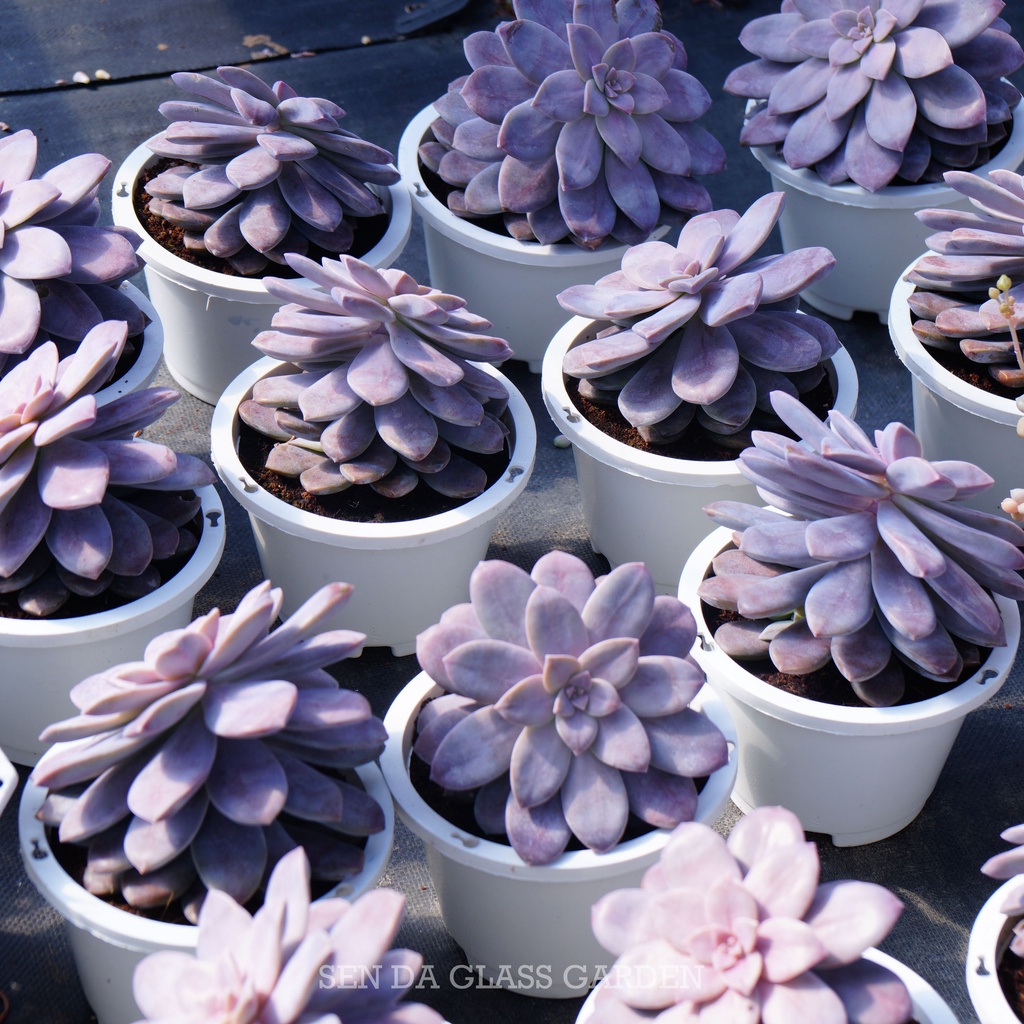 Sen Đá Dĩa Hồng Chậu lớn 15cm, Khỏe, Dễ trồng, Hàng  Đà Lạt, Lỗi 1 đổi 1