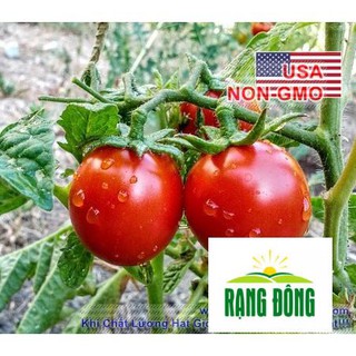 10h Hạt Giống Cà Chua - Trứng Hồng Chịu Hạn Porter (Solanum Lycopersicum)  LUYKYSEEDVN