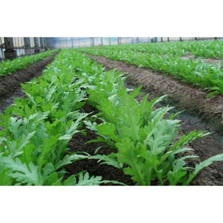 Hạt giống cải cúc 1000 hạt . nãy mầm 95%
