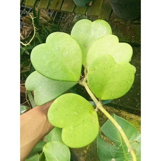 Hoya Kerrii ảnh thật