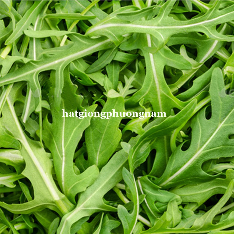 0,5GR - HẠT GIỐNG CẢI ROCKET LÁ CHẺ