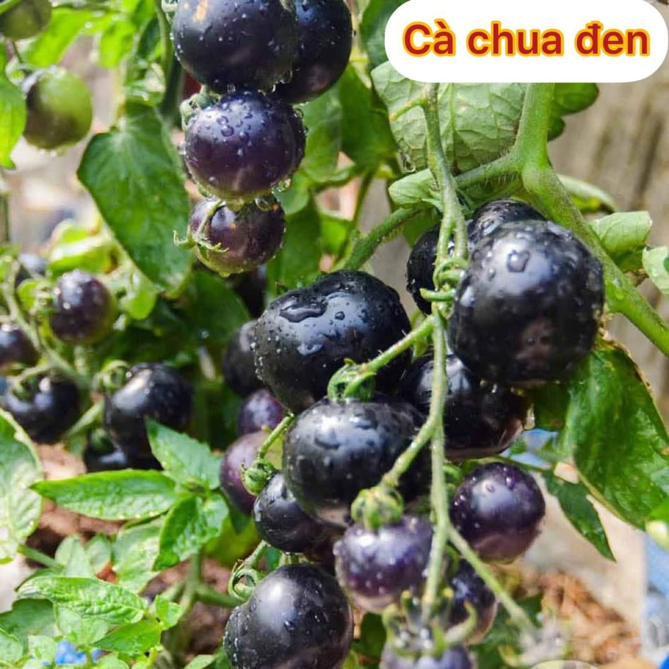 20 Hạt giống cà chua đen