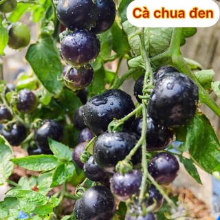 20 Hạt giống cà chua đen