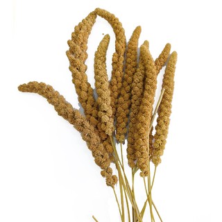 Bông kê phơi khô 100g dành cho chim khuyên, chào mào, vẹt, sáo, cu gáy, chuột hunter