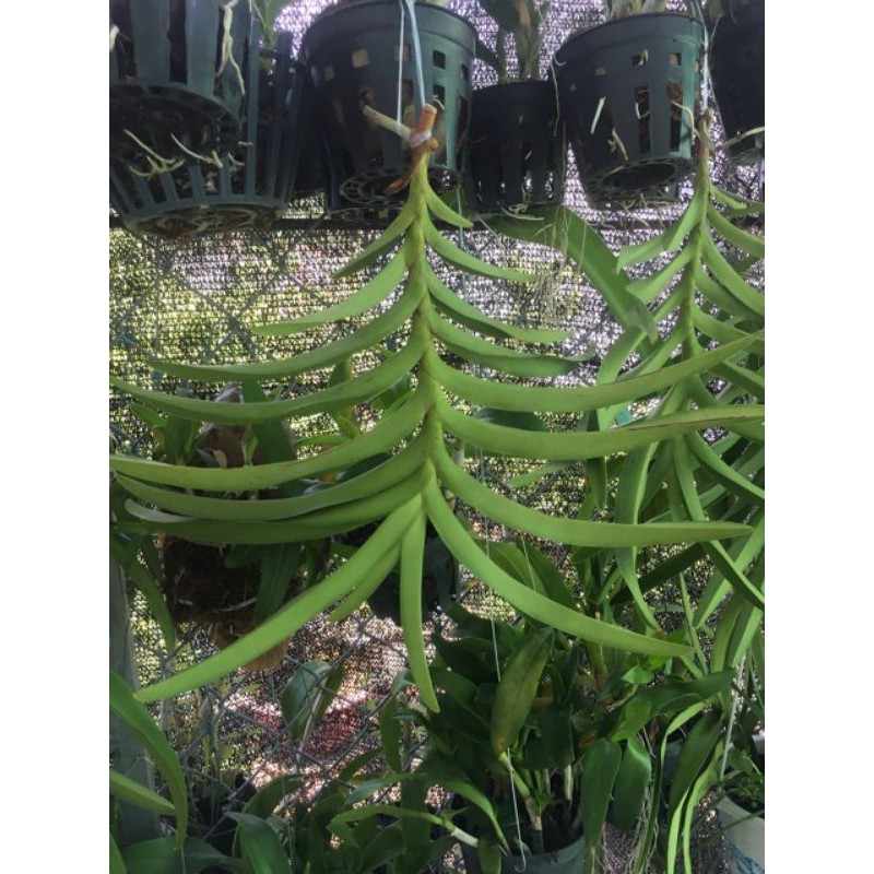 Lan mokara màu đỏ cao 35-50cm cây con tách mẹ trồng thuần cho hoa quanh năm