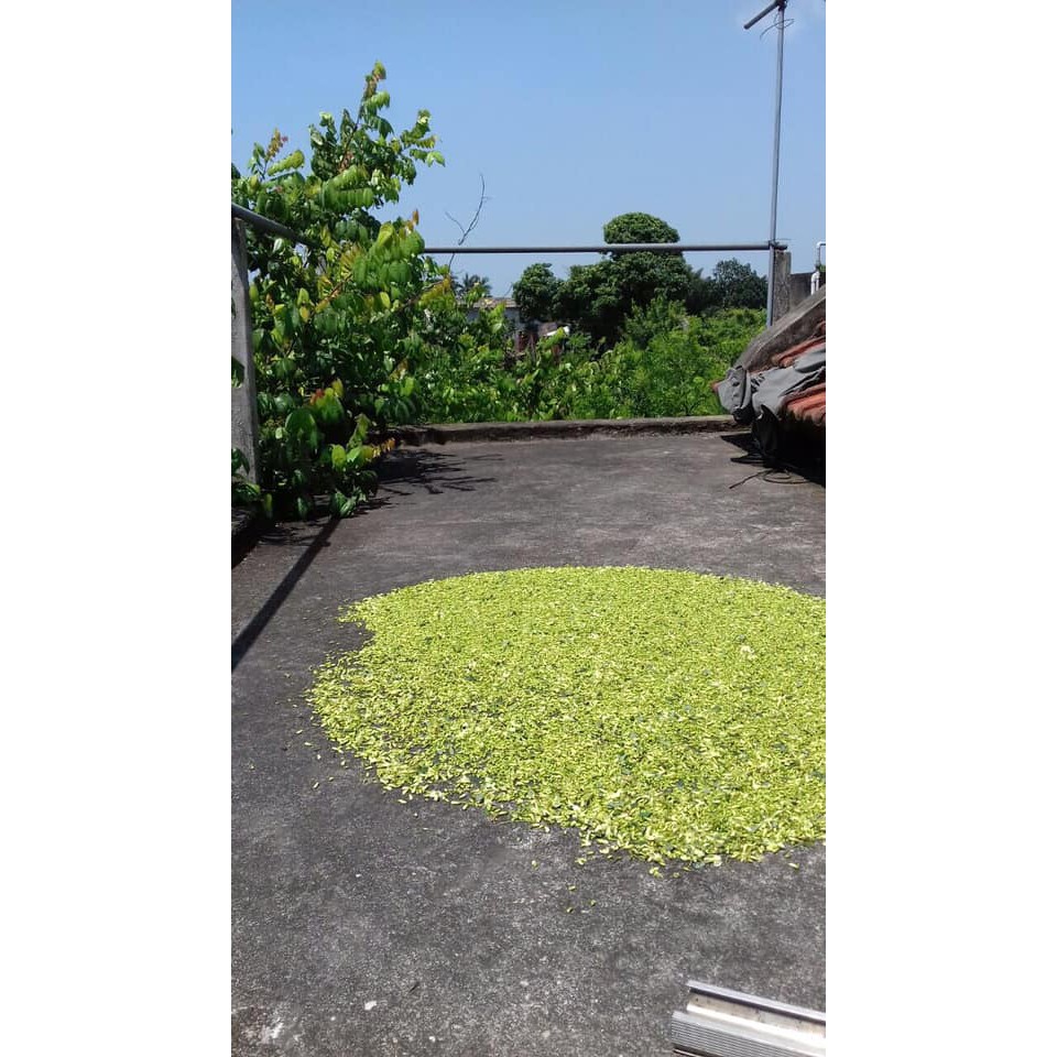 Trà Hoa hòe khô - Thái Bình