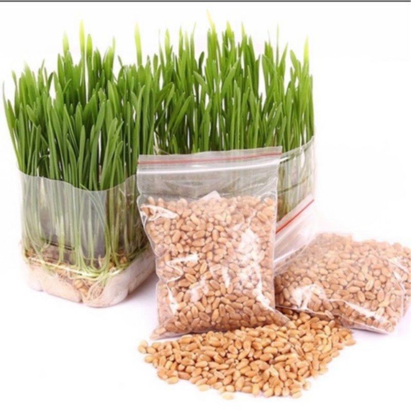 Cỏ mèo/ cỏ lúa mạch trồng cho mèo ăn hỗ trợ tiêu hoá