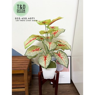 CÂY MÔN CẢNH 60CM - CÂY GIẢ