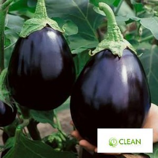 50 HẠT GIỐNG CÀ TÍM QUẢ LÊ