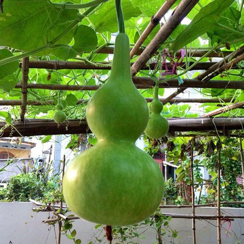 Hạt giống bầu hồ lô cao sản  20 hạt - siêu quả - quả xanh bóng vị ngọt - trồng quanh năm - thu hoạch sau 40 ngày