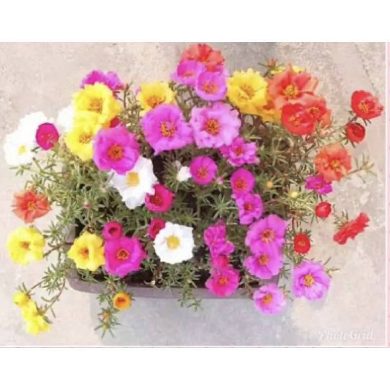 Trồng bốn mùa hạt giống hoa mười giờ 200h nhiều mầu