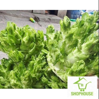 shophouse Gói 50 hạt giống cải mầm đá  SHOP HOUSE  TẾT KHUYẾN MẠI
